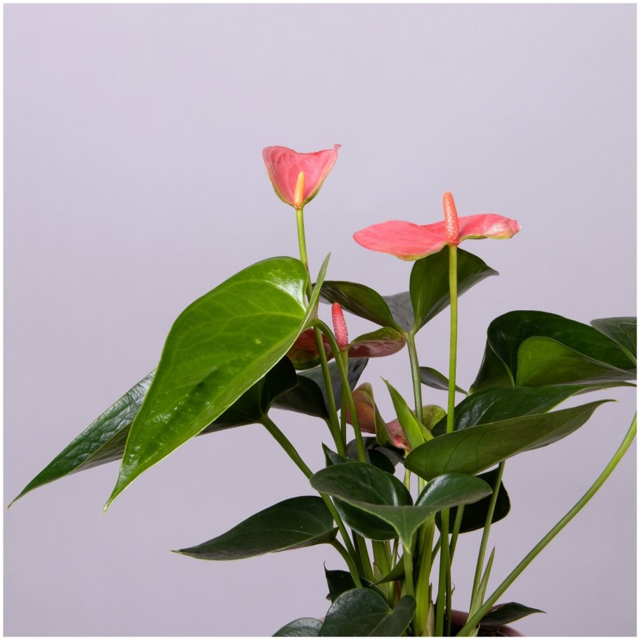 Пинк чемпион