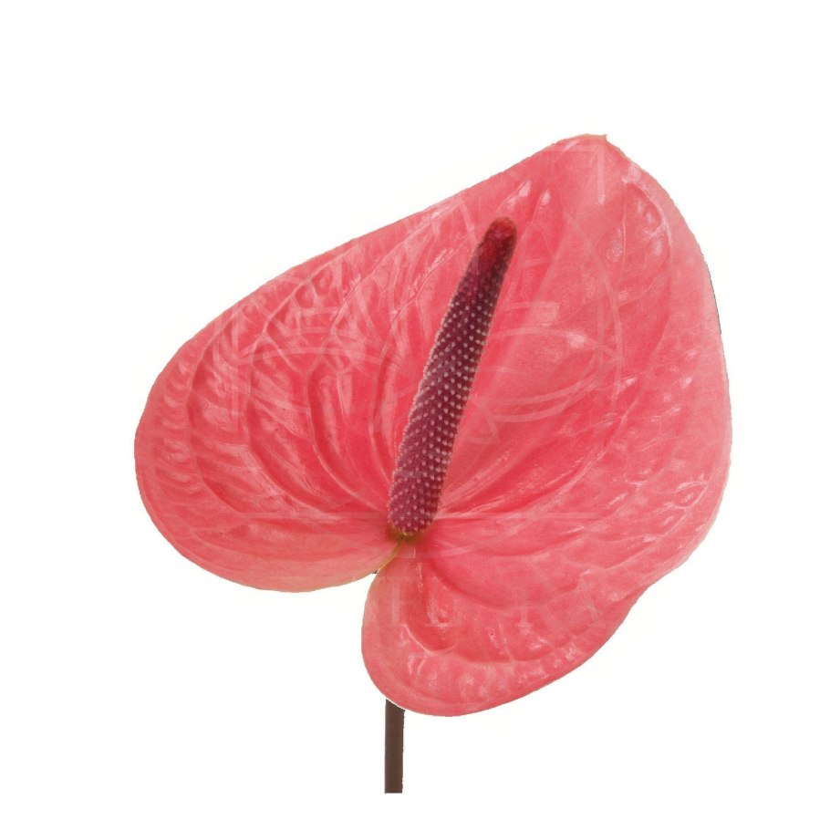 Антуриум лососевый