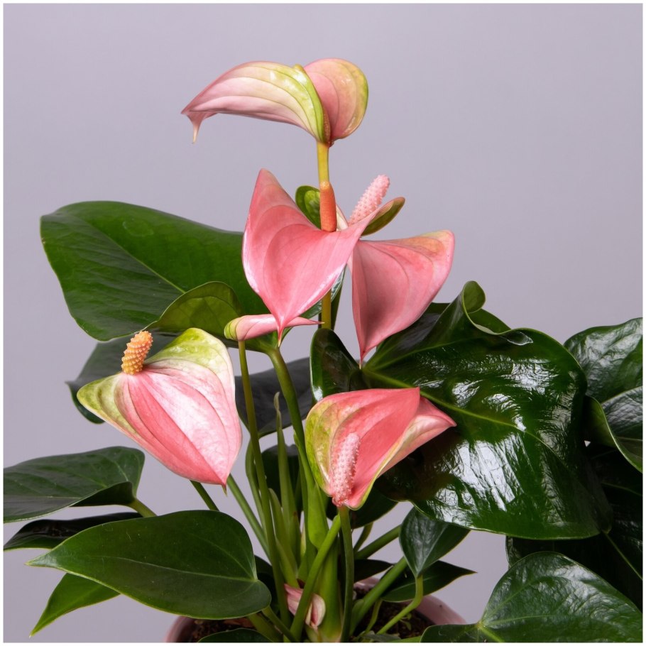 Антуриум Алексия Глориус