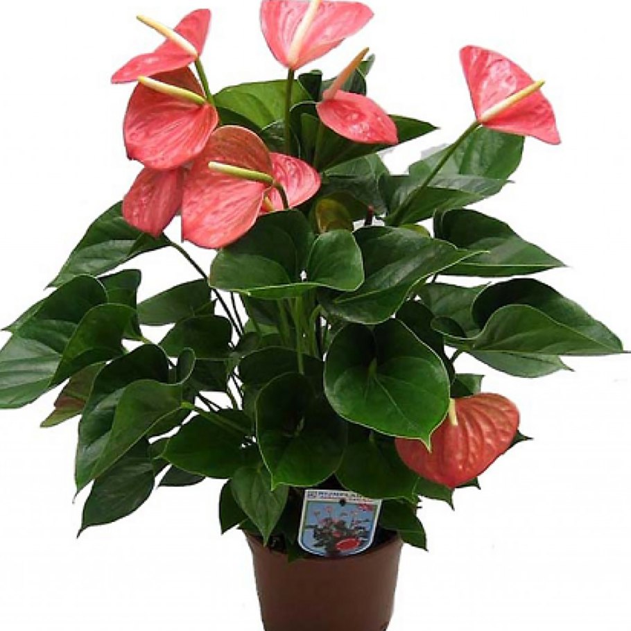 Антуриум антевекс