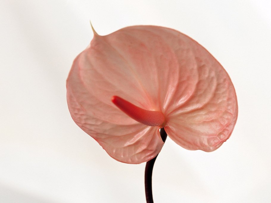 Антуриум Фламинго Плант