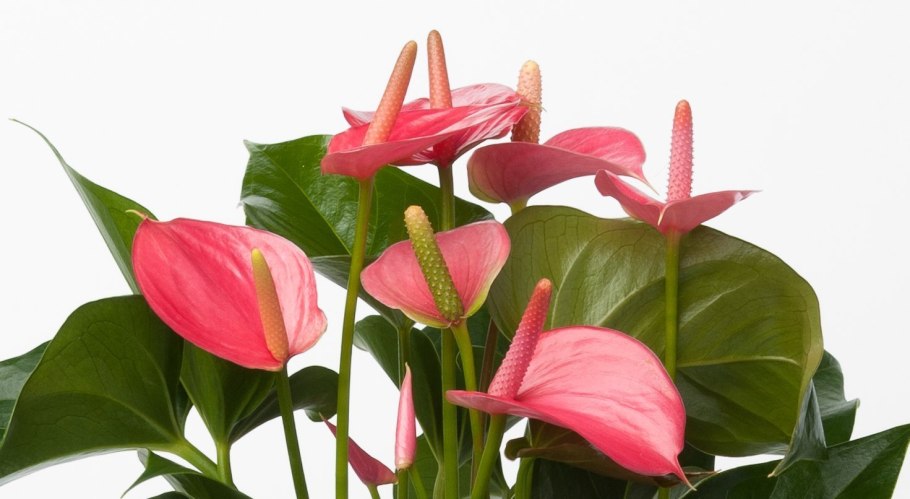 Антуриум Фламинго