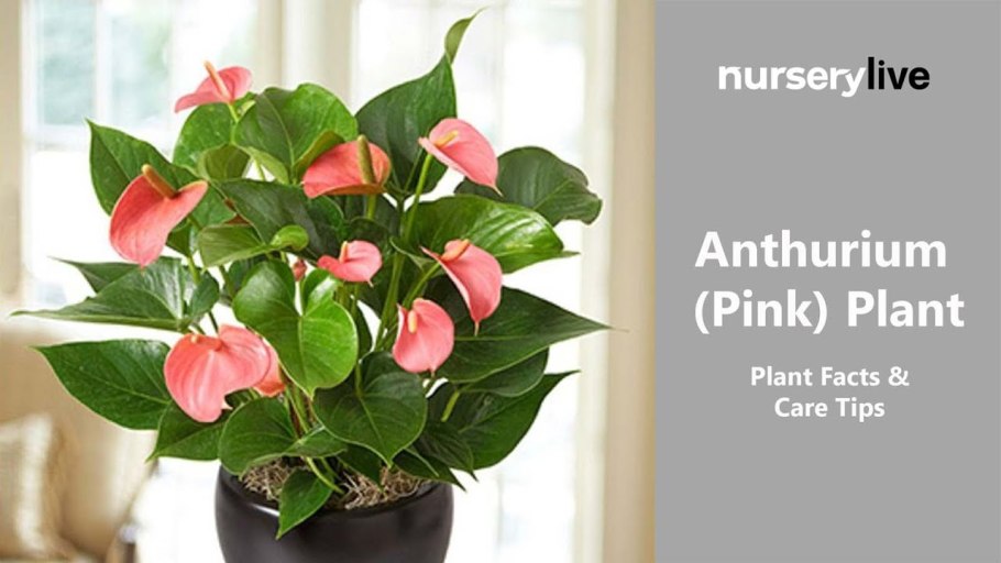 Антуриум Андре