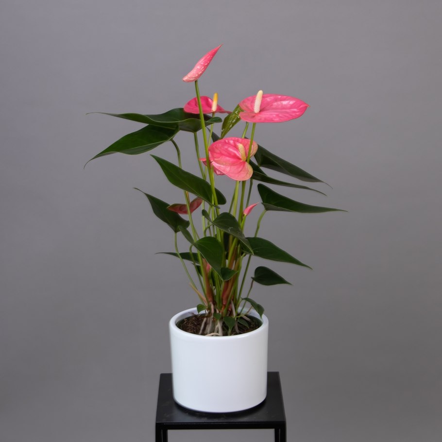 Антуриум Ягуар Грин