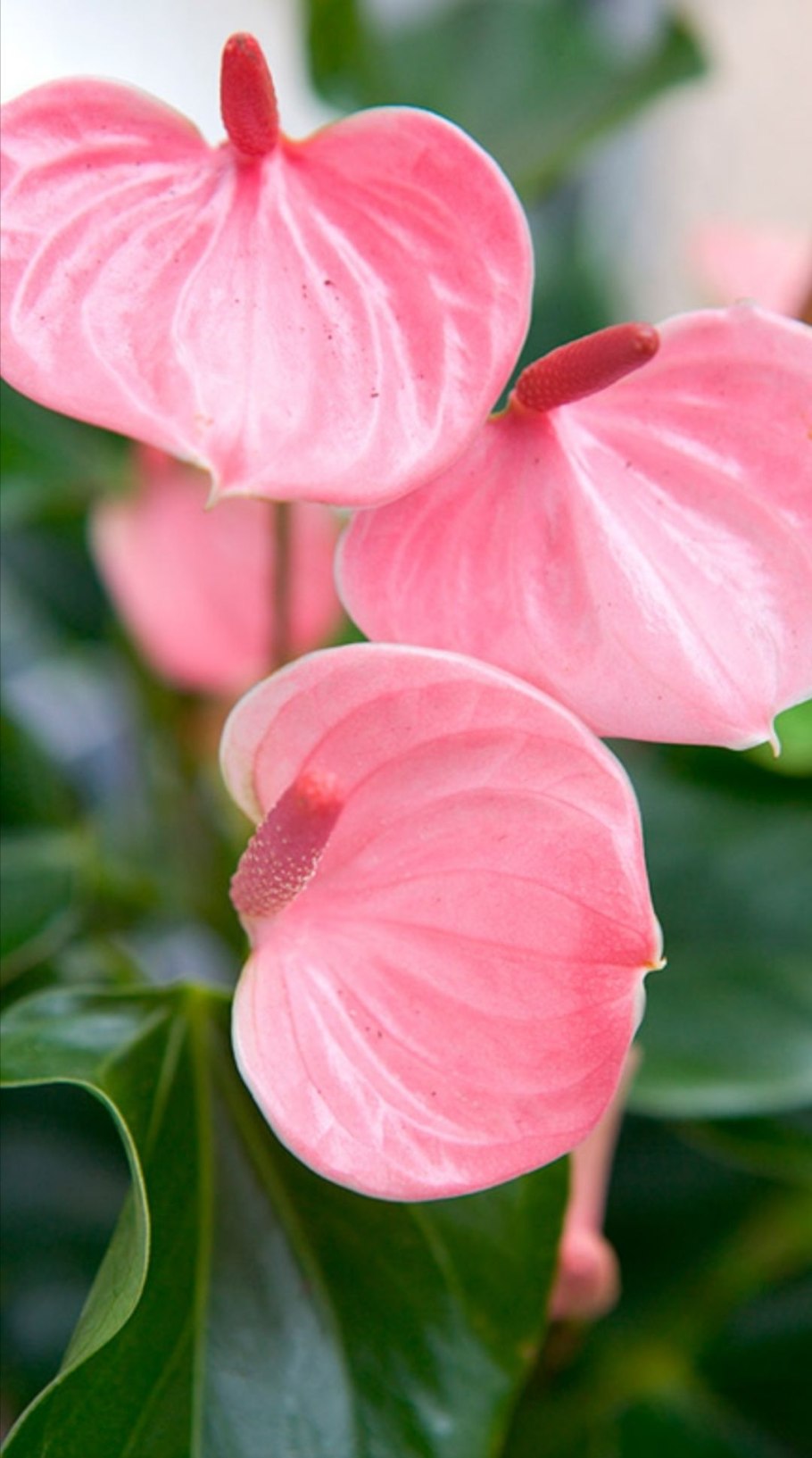 Антуриум Пандола