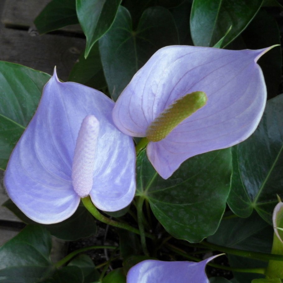 Антуриум розовый HD