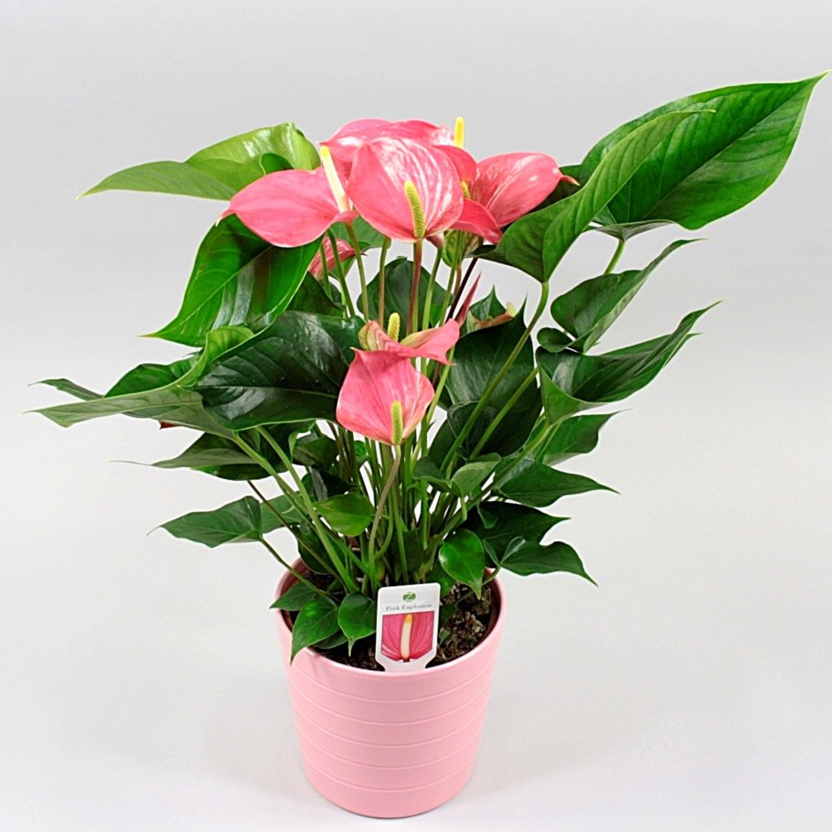 Антуриум Андре Колорадо