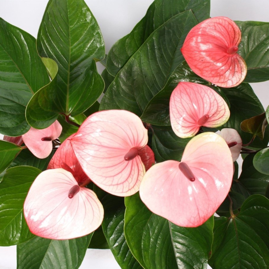 Антуриум диамонд ред