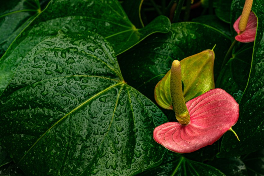 Антуриум Отазу Браун