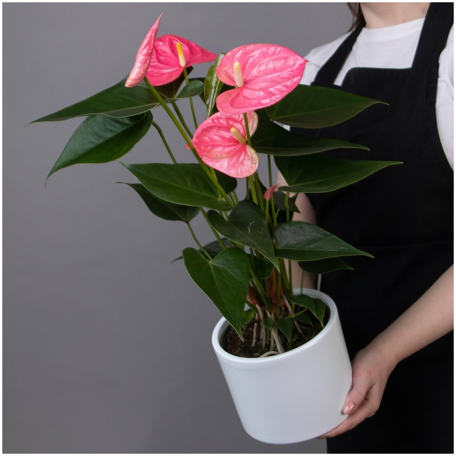 Антуриум розовый волнистый