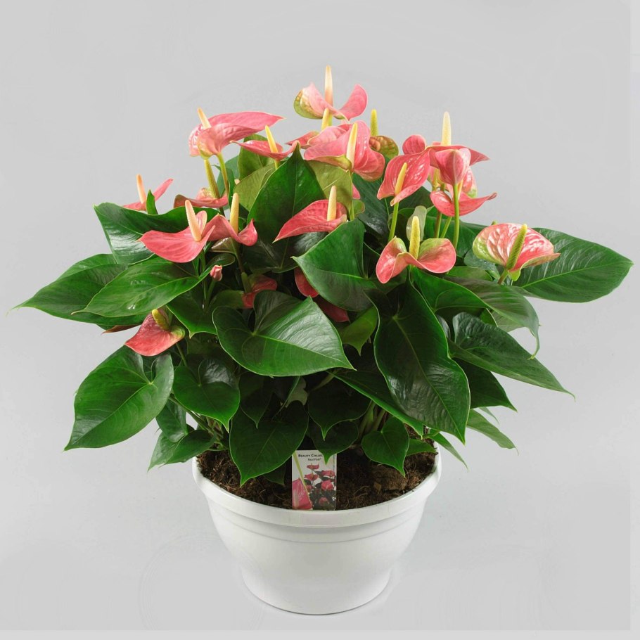 Горшечное растение Антуриум