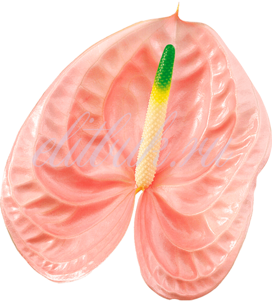 Антуриум Небраска