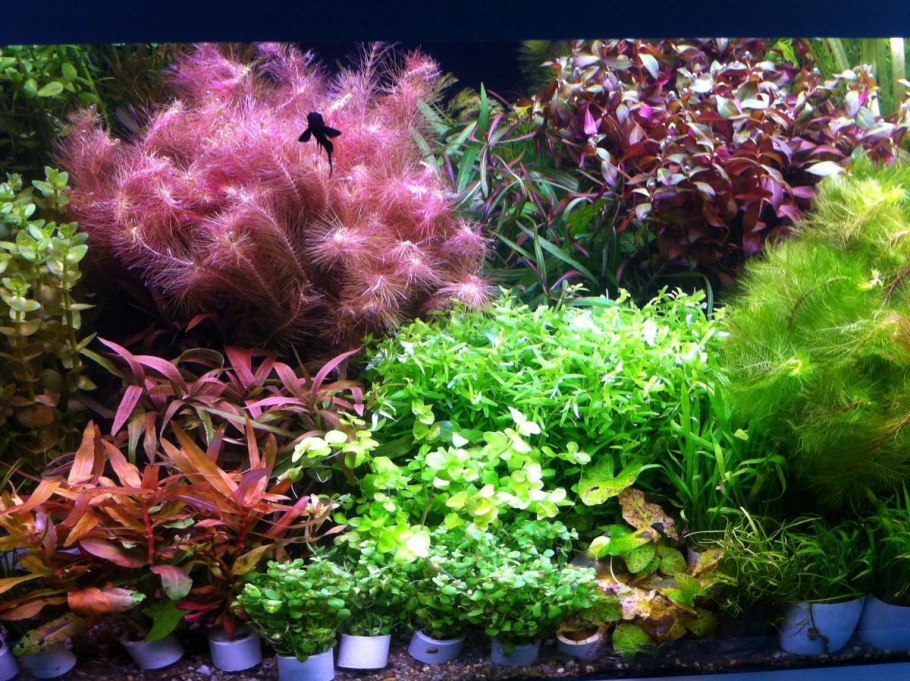 Аммания бонсай (Ammania SP.«Bonsai»)