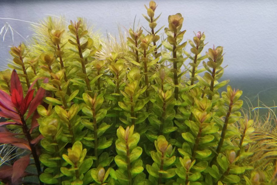 Аммания Грацилис (Ammannia gracilis)