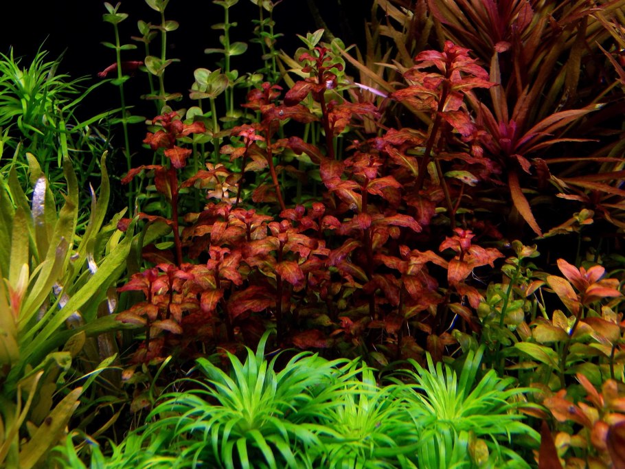 Ротала Флорида