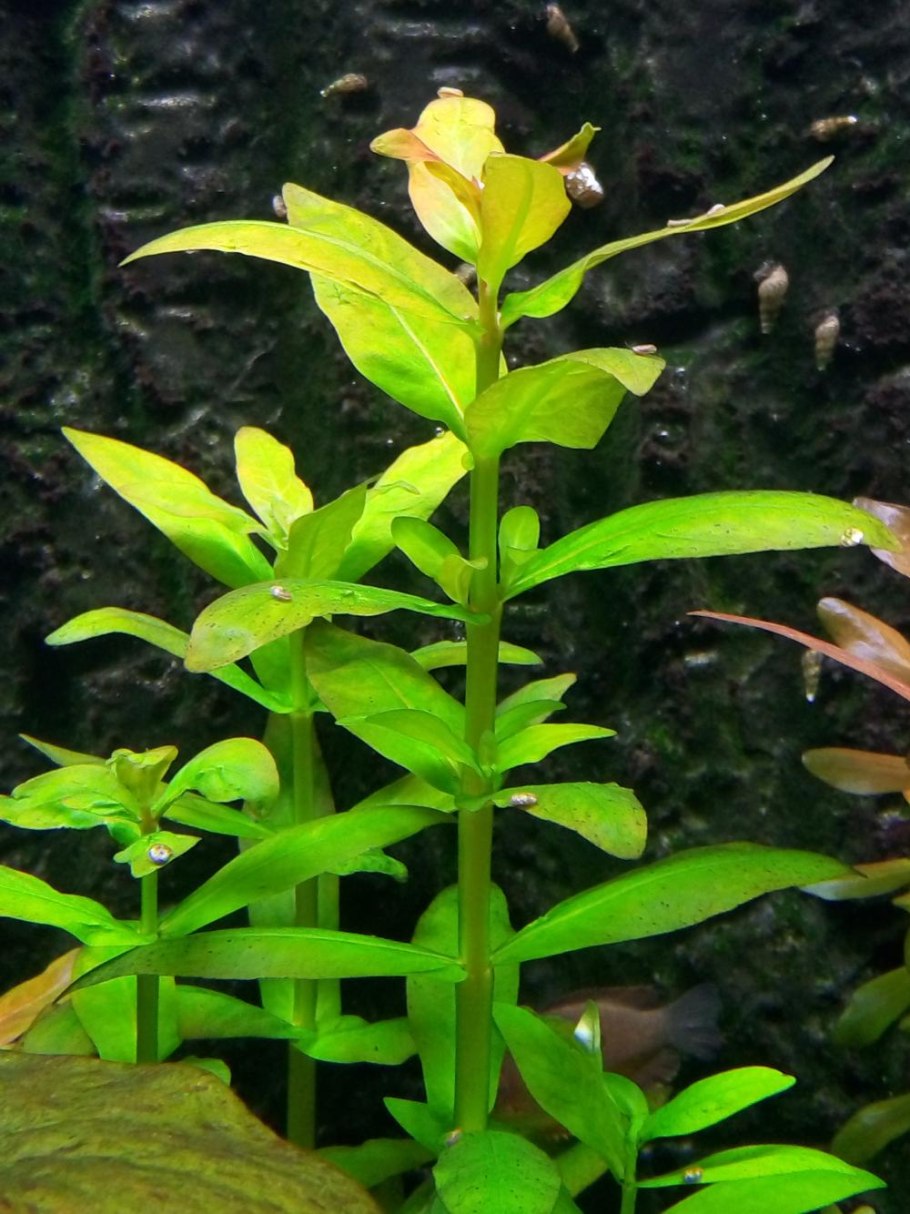 Аммания Грацилис (Ammannia gracilis)