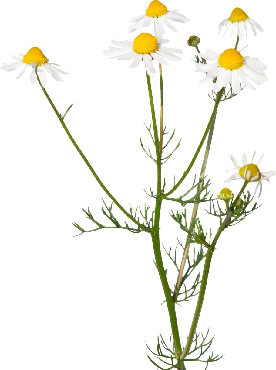 Ромашка аптечная вязолистный