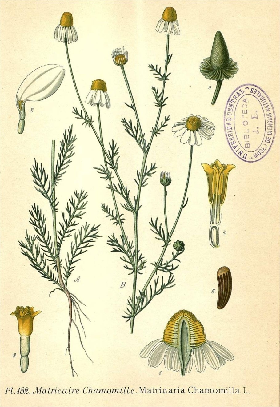 Matricaria Chamomilla Ботанический рисунок