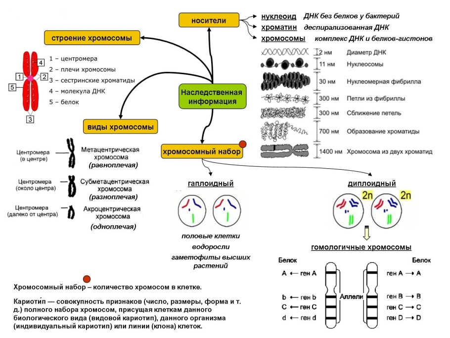 Хромосомный набор клетки таблица 10 класс
