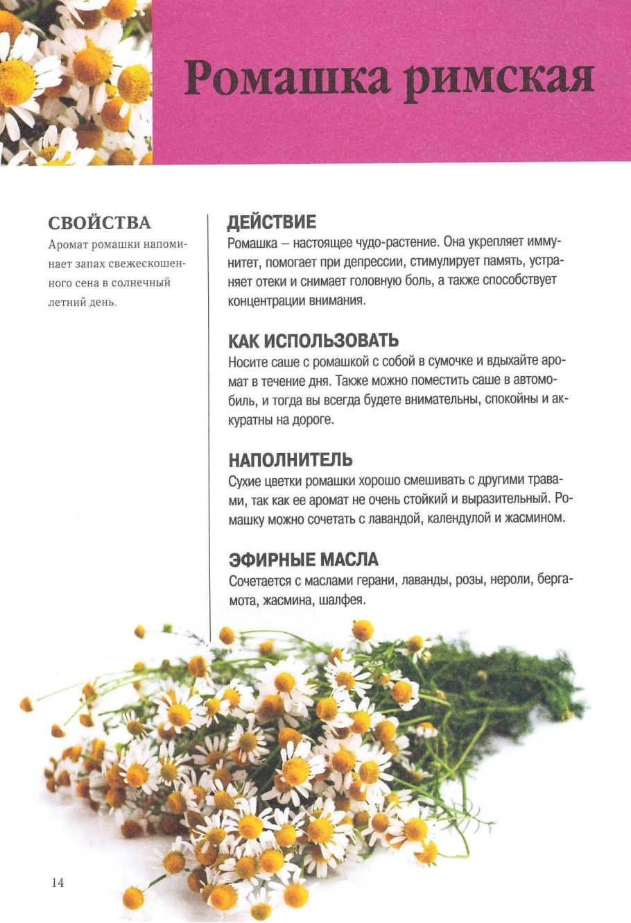 Ромашка лекарственная характеристика