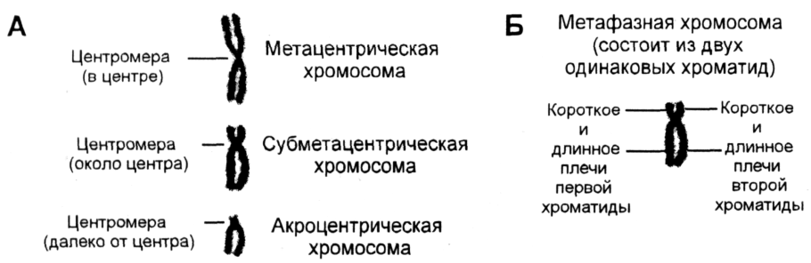 Структура метафазной хромосомы