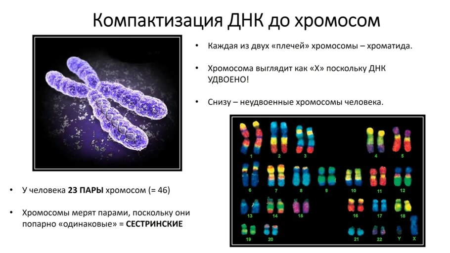 Деление хромосом человека