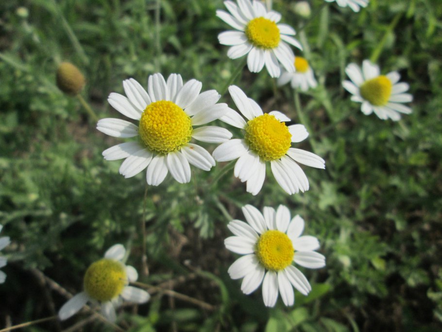 Ромашка (Anthemis Nobilis)