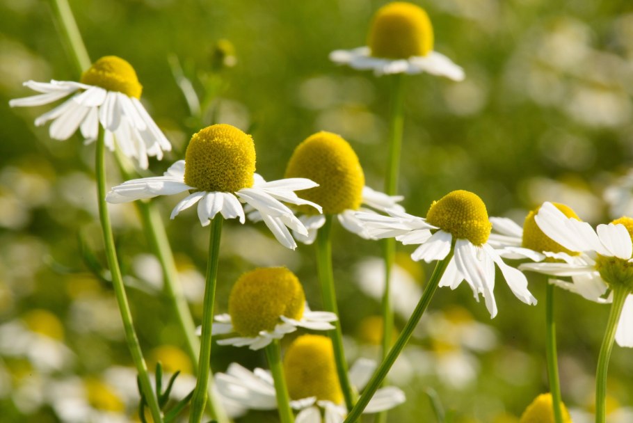 Ромашка аптечная (Matricaria Chamomilla)