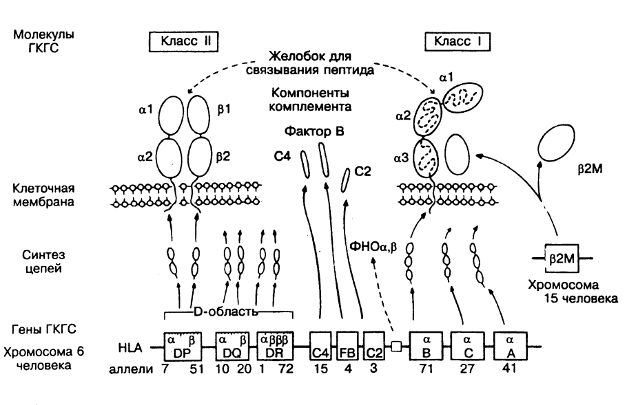 MHC главный комплекс гистосовместимости