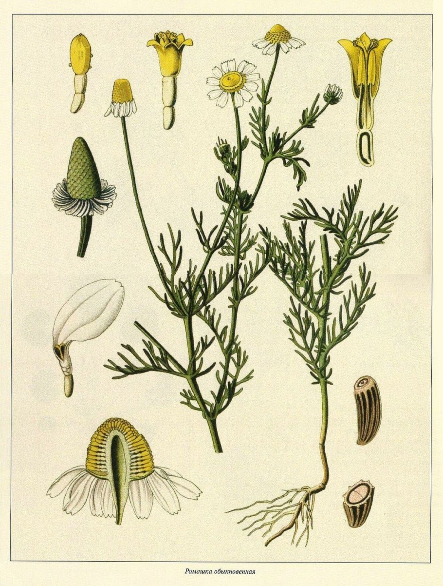 Chamomilla recutita гербарий