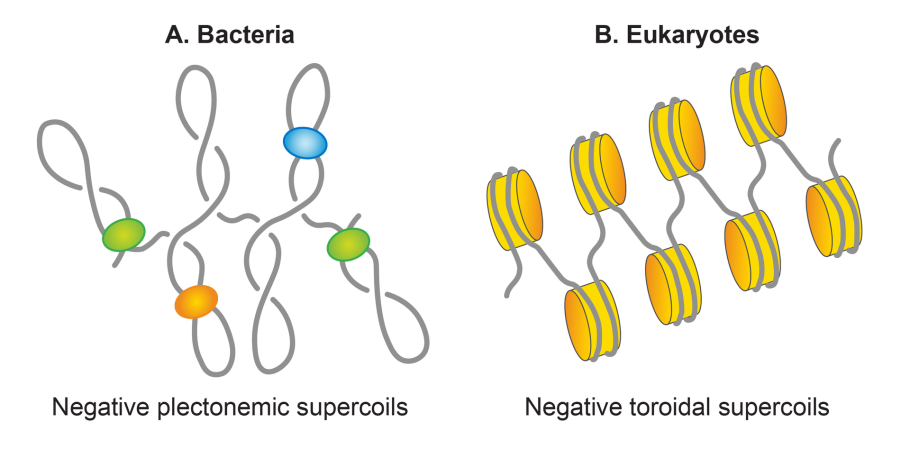 Белки гистоны у бактерий