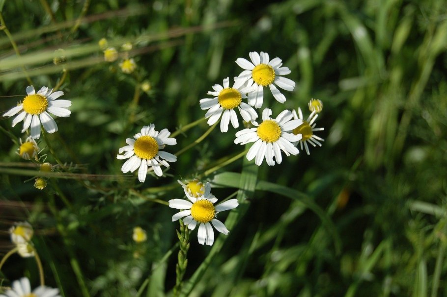 Матрикария Хамомилла