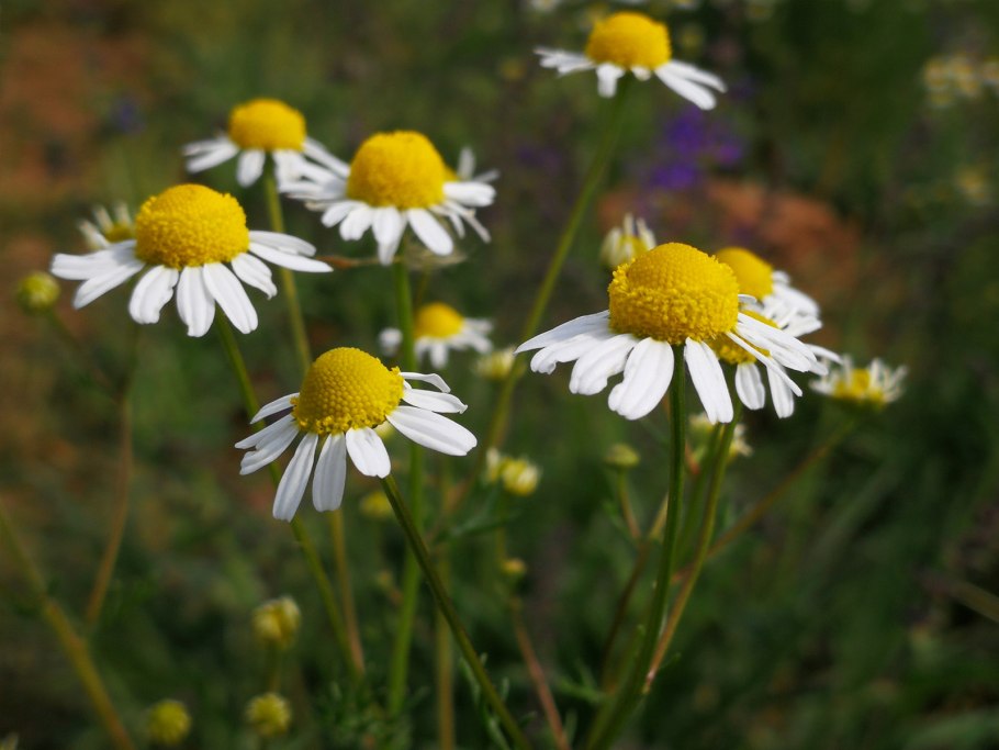 Chamomile Roman Herbal