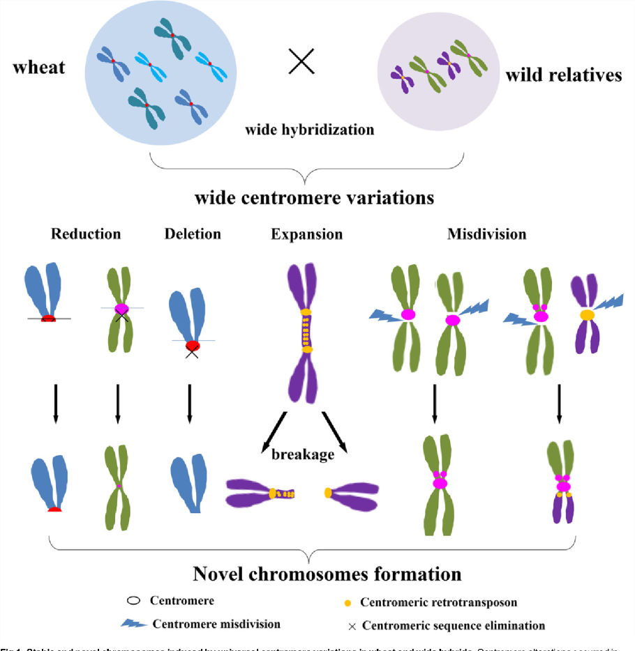 Хромосомы пшеницы