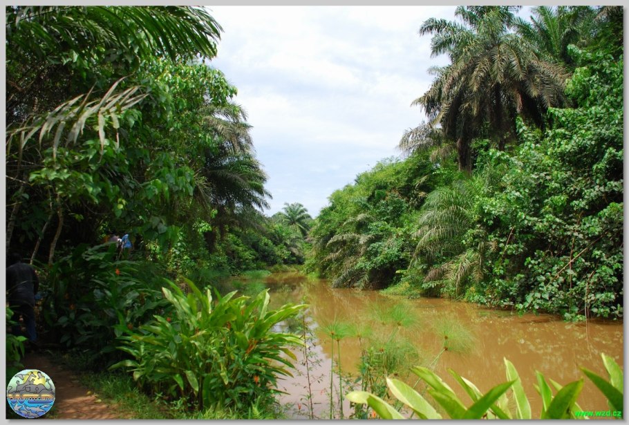 Парк Янгамби Конго