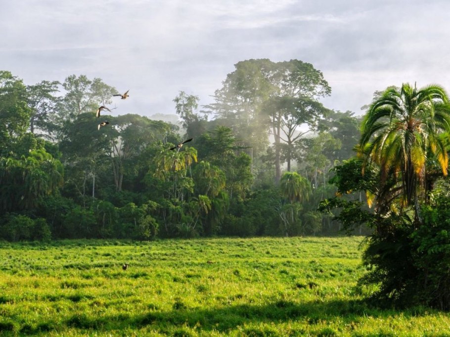 Дебунджа, Камерун