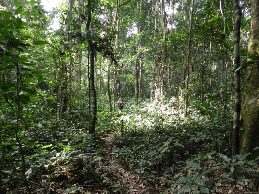 Флора Камеруна