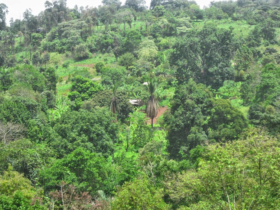 Растительность Камеруна