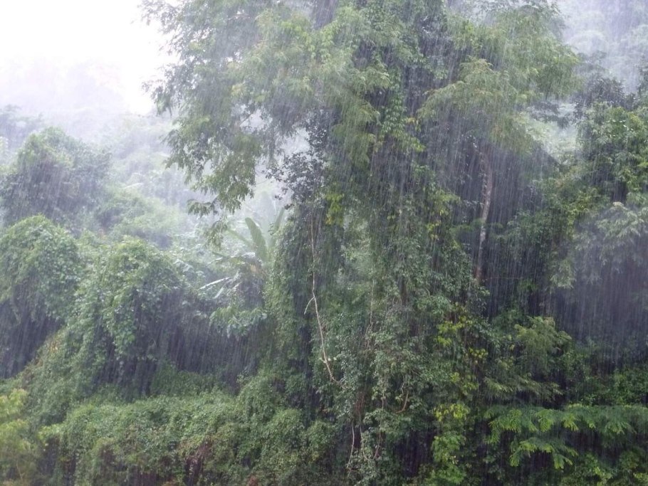 Дождь в экваториальном лесу