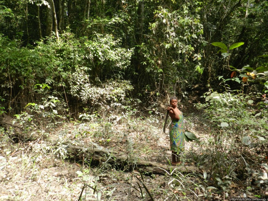 Фаунистический резерват Джа (Камерун)