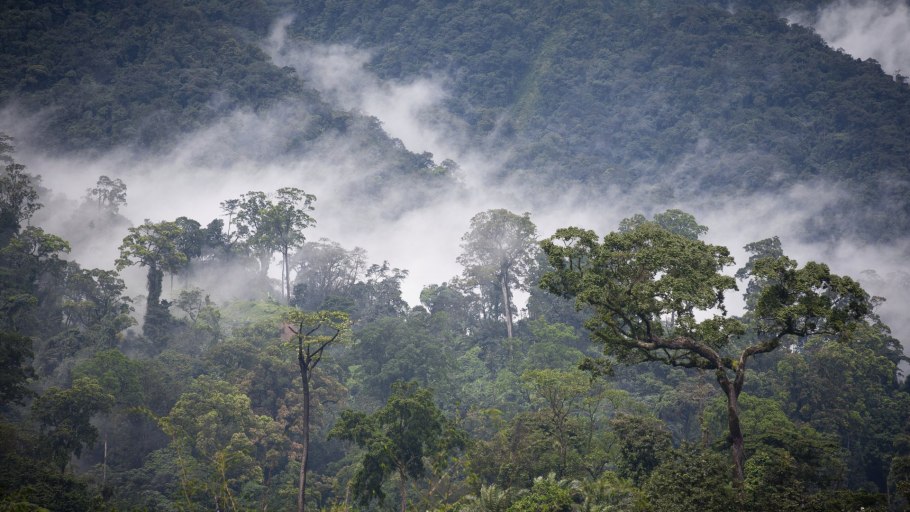 Тропические леса Камеруна