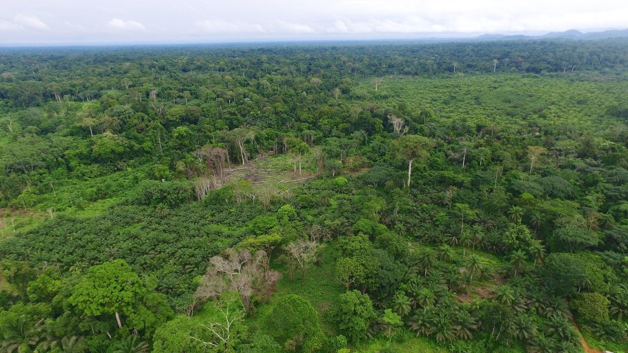 Флора Камеруна