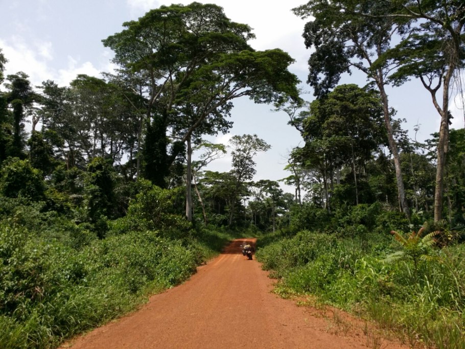 Республика Конго джунгли