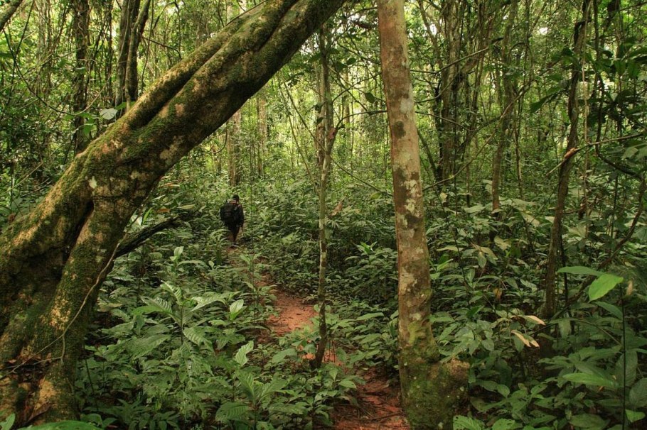Фаунистический резерват Джа (Камерун)