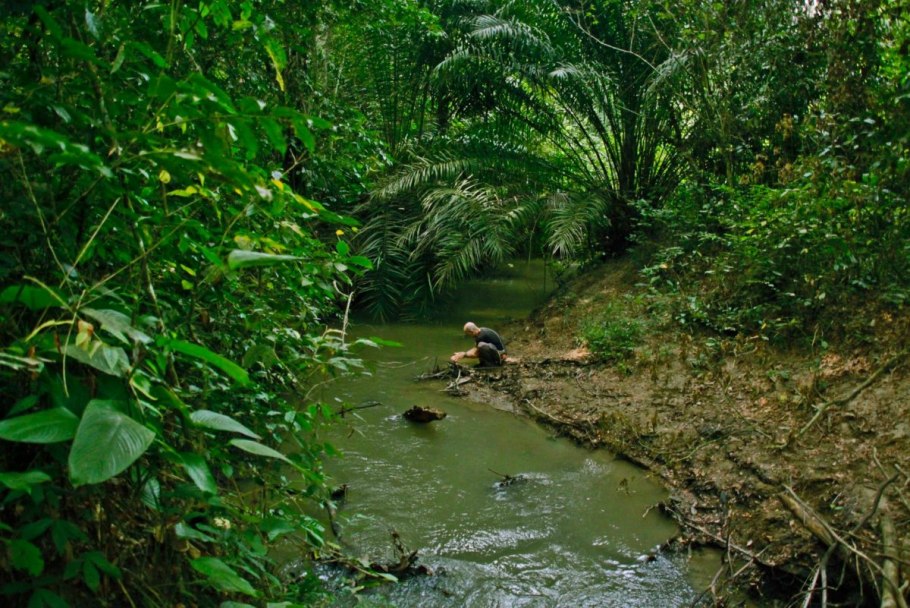 Национальный парк Бвинди растения