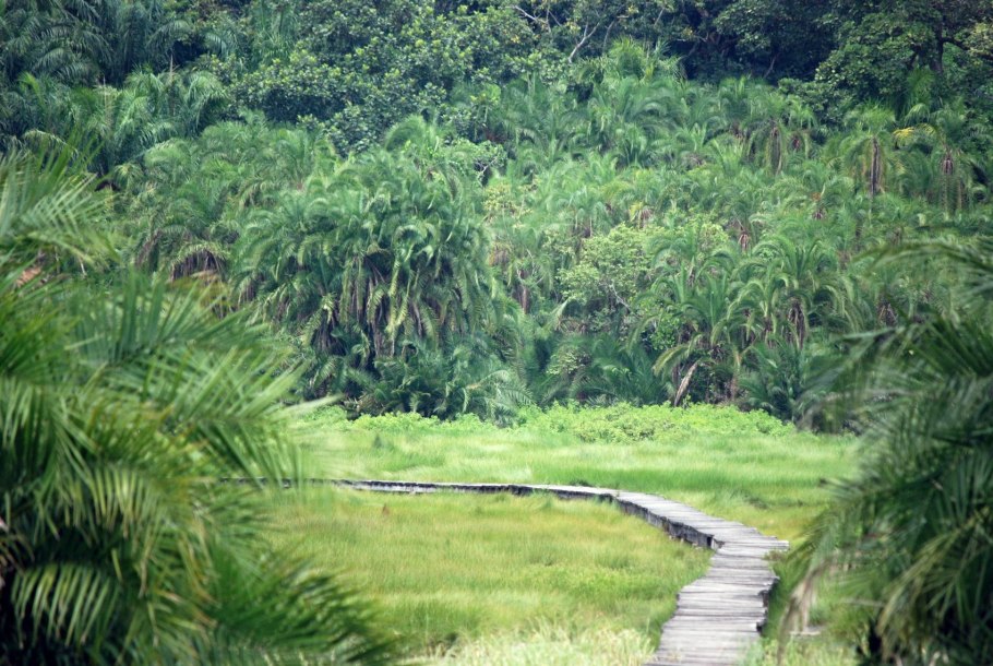 Джунгли Конго