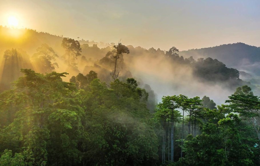 Тропический лес