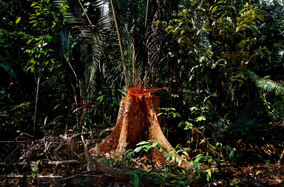 Тропические леса амазонки