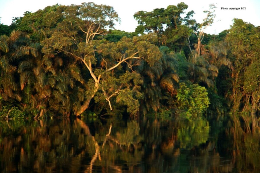 Дождевой лес Конго