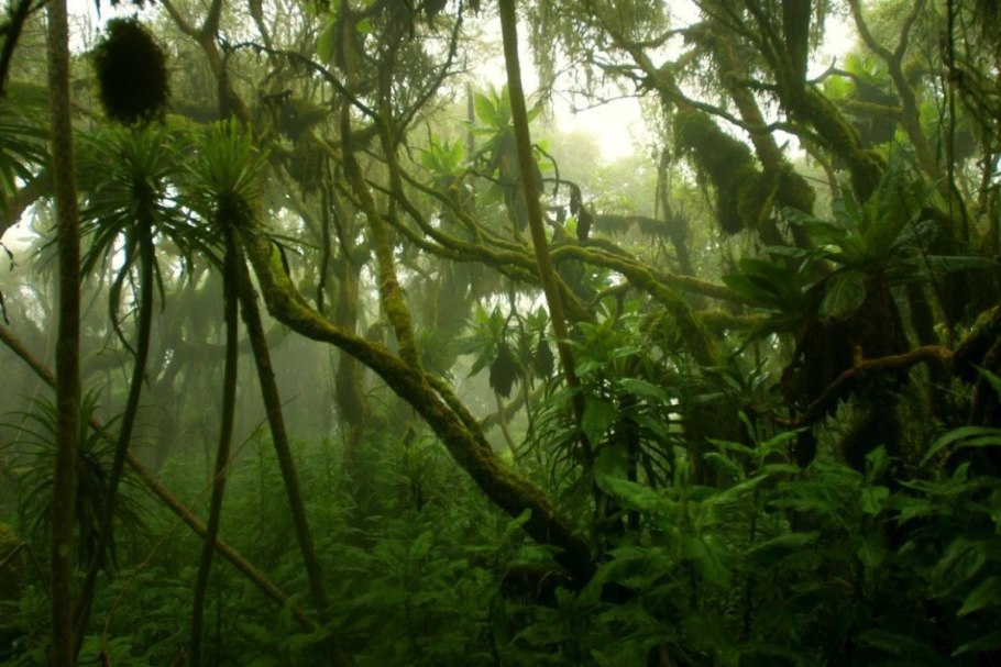 Тропики Конго